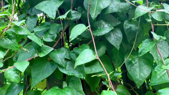 4K fresh green vine leaves with water droplets after rain, natural texture and vibrant foliage. Perfect for nature, background, ecology, freshness, garden, and wellness themes.