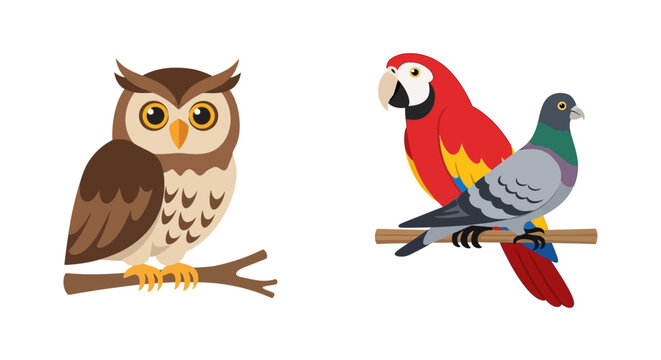 Brown owl and colorful parrot birds.