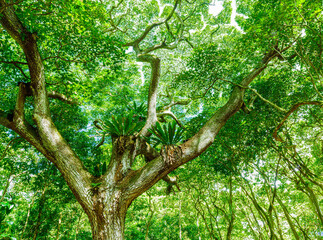 Fototapeta premium The Dense Tropical Rainforest of Halawa Valley Molokai, Hawaii, USA