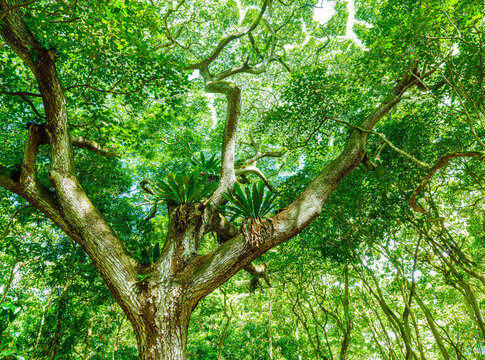 The Dense Tropical Rainforest of Halawa Valley Molokai, Hawaii, USA