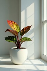 Fototapeta premium Vibrant foliage plant in a simple white pot basking in sunlight near a windowsill