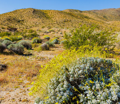 Yellow Brittlebush Flowers Blooming in Little Surprise Canyon, Anza-Borrego Desert State Park, California, USA