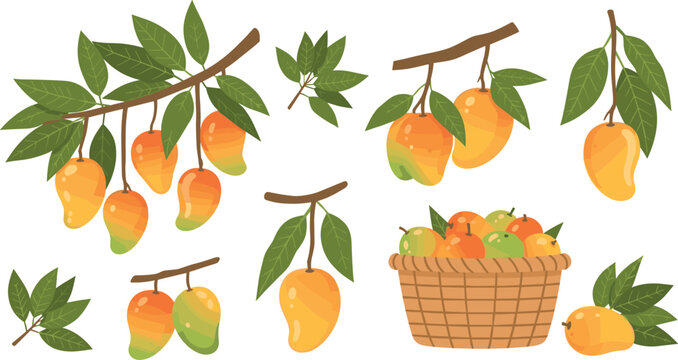 Mango Tree Branches with Ripe Fruits, Green Leaves, and Harvest Basket for Tropical Agriculture Illustration, Organic Food Design, and Fresh Farm Produce Concepts