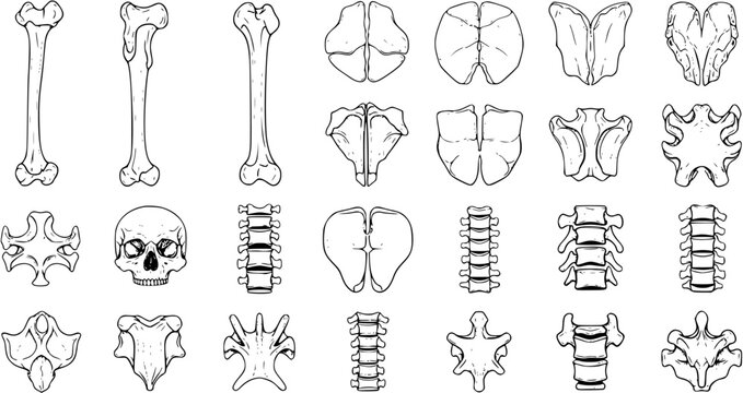 Detailed Hand-Drawn Human Skeletal Bones and Vertebrae Anatomy Vector Set. Black and White Outline Illustrations of Skull, Long Bones, and Spinal Column Segments.