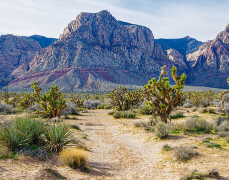 Joshua Trees and The Rainbow Mountains on The First Creek Trail, Red Rock Canyon National Conservation Area, Mountain Springs, Nevada USA