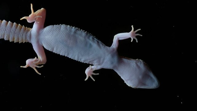leopard gecko shoot in below