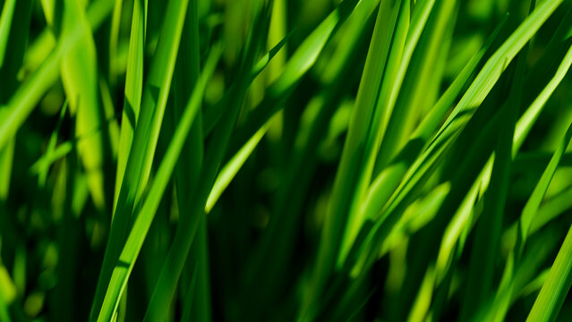 Close-Up Green Grass Blades in Sunlight. Fresh Vibrant Nature Background Texture