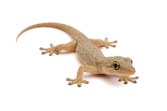 Brown common house gecko crawling on white background.