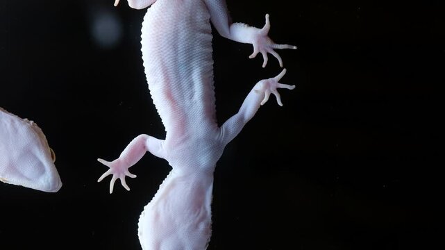 leopard gecko shoot in below