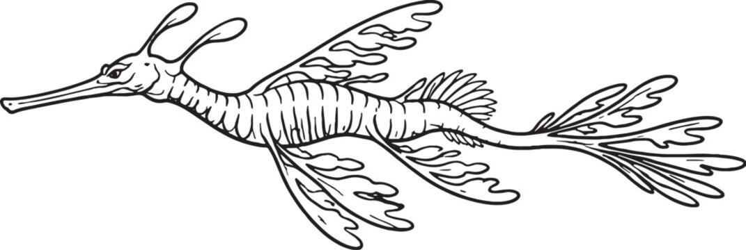 weedy sea dragon swimming line art marine fish outline illustration black white ocean wildlife vector.eps
