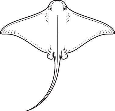 Stingray Top View Black and White Line Art Marine Ray Fish Outline Illustration