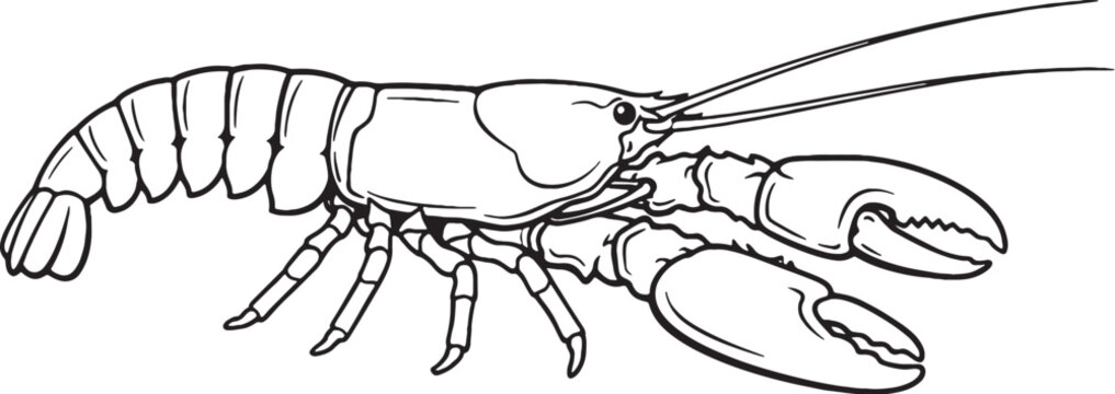 Lobster Side View Black and White Line Art Marine Crustacean Outline Illustration
