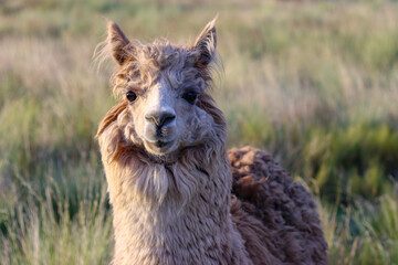 Obraz premium View of a Huacaya breed alpaca with a lot of wool and ready for shearing of alpaca wool fiber