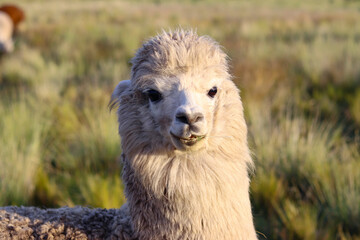 Obraz premium View of a Huacaya breed alpaca with a lot of wool and ready for shearing of alpaca wool fiber