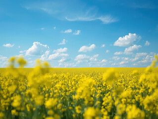 Obraz premium 青空に向かって咲く菜の花