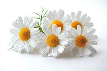 Obraz premium Five white daisies with golden centers and feathery green foliage on a bright white background conveying freshness and serenity