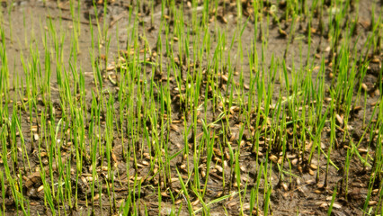 Obraz premium Indonesian farmers' rice seeding fields