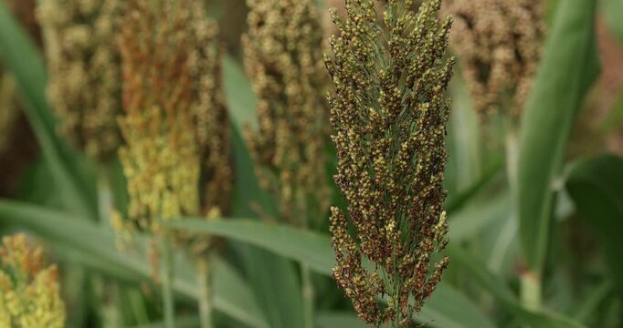 Jowar grain sorghum crop farm