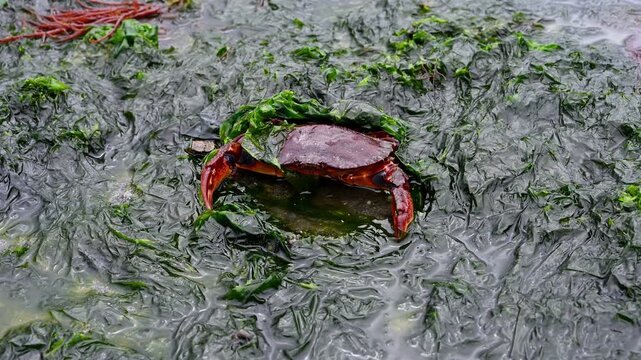 Red Rock Crab burrowing in dark green seaweed and salt water, exploring the intertidal zone at extra low tide, marine animals in Puget Sound, Golden Gardens state park, Seattle, Washington
