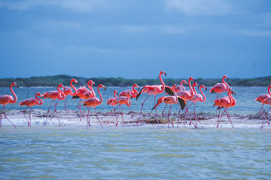 Pink flamingos stand knee-deep in shallow water