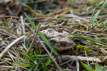 Obraz premium View of an Epidalea calamita toad walking in natural grasslands in search of insects