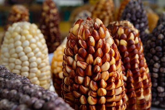 Multicolored morocho confit corn on traditional Andean cobs