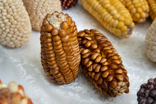 Multicolored morocho confit corn on traditional Andean cobs