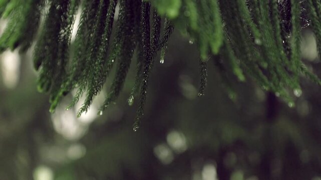 Pine tree with droplets in a Caribbean forest
