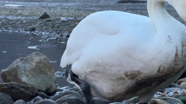 Cygnus olor large white bird mute swan long curved neck and orange bill with a black knob