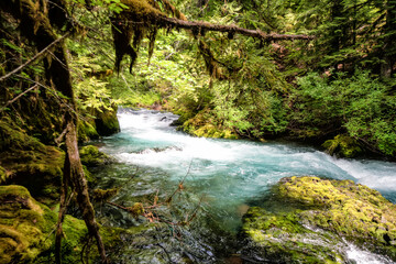 Obraz premium Mossy trees frame a rushing, clear stream