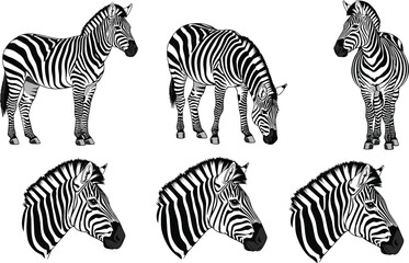 Fototapeta premium Black and White Zebra Character Set in Different Poses and Angles, Perfect for Kids' Designs, Animal-Themed Products, and Educational Content