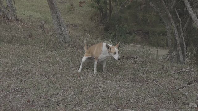 A dog relieving itself in a grassy area