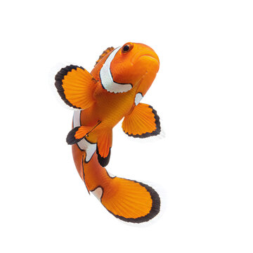 Vibrant clownfish swimming downwards on black background
