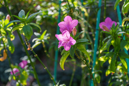 Vibrant pink Mexican Petunia (Ruellia simplex) flower in full bloom