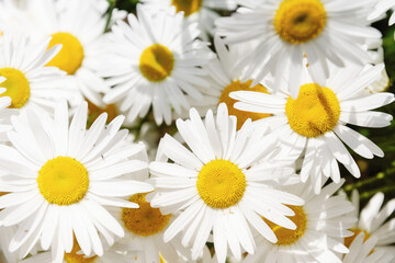 Obraz premium Bright, cheerful white daisies with vibrant yellow centers bloom in a dense floral display. Perfect for spring, summer, nature, and fresh designs