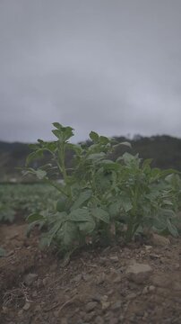 Potato plant in the field under cloudy sky