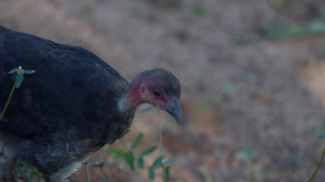 Australian Brush Turkey Walking Through Dirt and Green Foliage