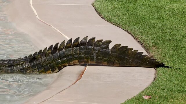 Large Saltwater Crocodile Tail Sliding Into Water From Concrete Ledge