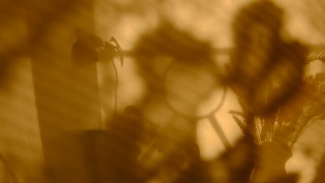 Window and sunset sunlight, moving vintage curtain and floral shadow on beige background. Minimal interior decoration. Multi layered effect. Cozy home. Autumn style aesthetics