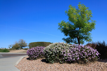 Blooming desert native Lantana Montevidensis or Trailing Lantana and Thornless Honey Locust...
