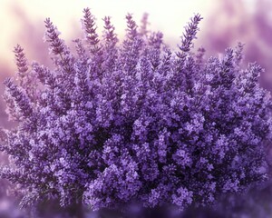 Fototapeta premium Dense cluster of blooming lavender spikes bathed in soft warm light, evoking calm and serenity
