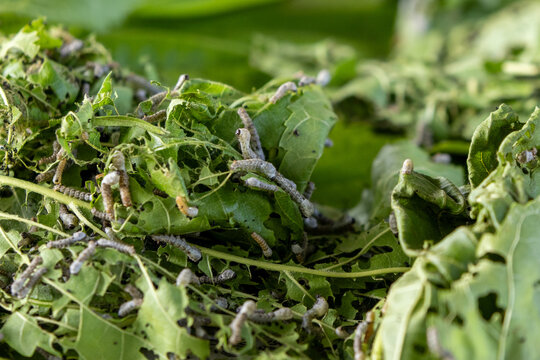 Silkworms nibbling on mulberry leaves