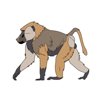 Mammal monkey walking on ground.