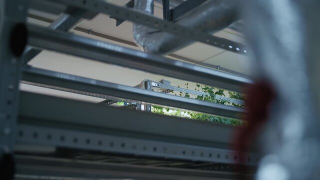 Racks of fresh green seedlings growing on shelves under artificial lighting in a vertical farm