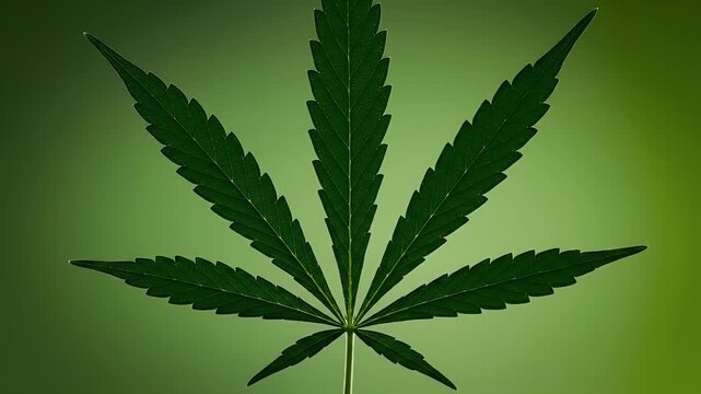A close-up, dark green cannabis leaf is symmetrically displayed against a soft green gradient background