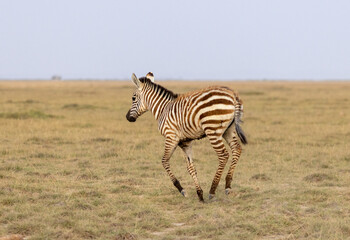 Fototapeta premium Zebra foal playfully running in Amboseli National Park in Kenya Africa KEN