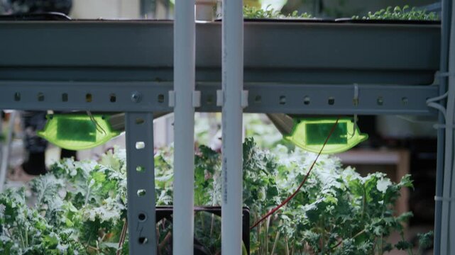 A dolly camera moves gracefully between rows of towering shelves, each level filled with trays of fresh pea shoots, radish greens, and other microgreens.