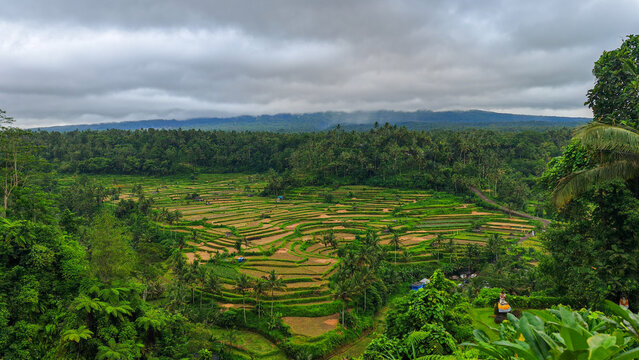 Scenic View of Terraced Rice Fields in Tropical Valley Under Overcast Sky