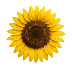 Obraz premium Bright Yellow Sunflower Head with Brown Seeds Center Isolated on White Background