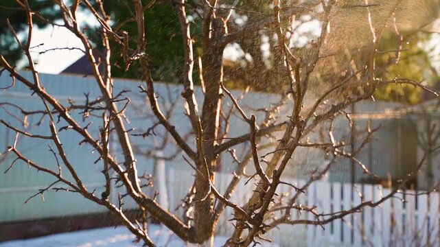 Leafless tree being sprayed with sprayer in spring slow motion
